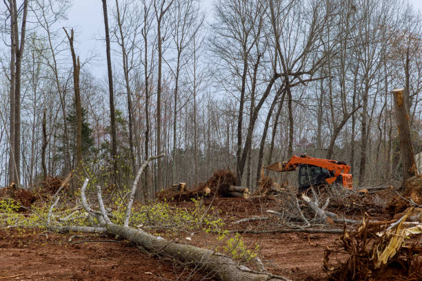 Trusted Yarmouth Port, MA Tree Care Experts